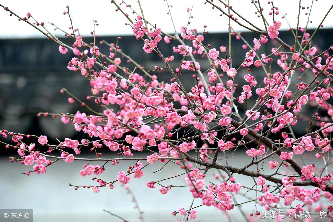 名花唯美诗词有哪些（十大名花入诗词）