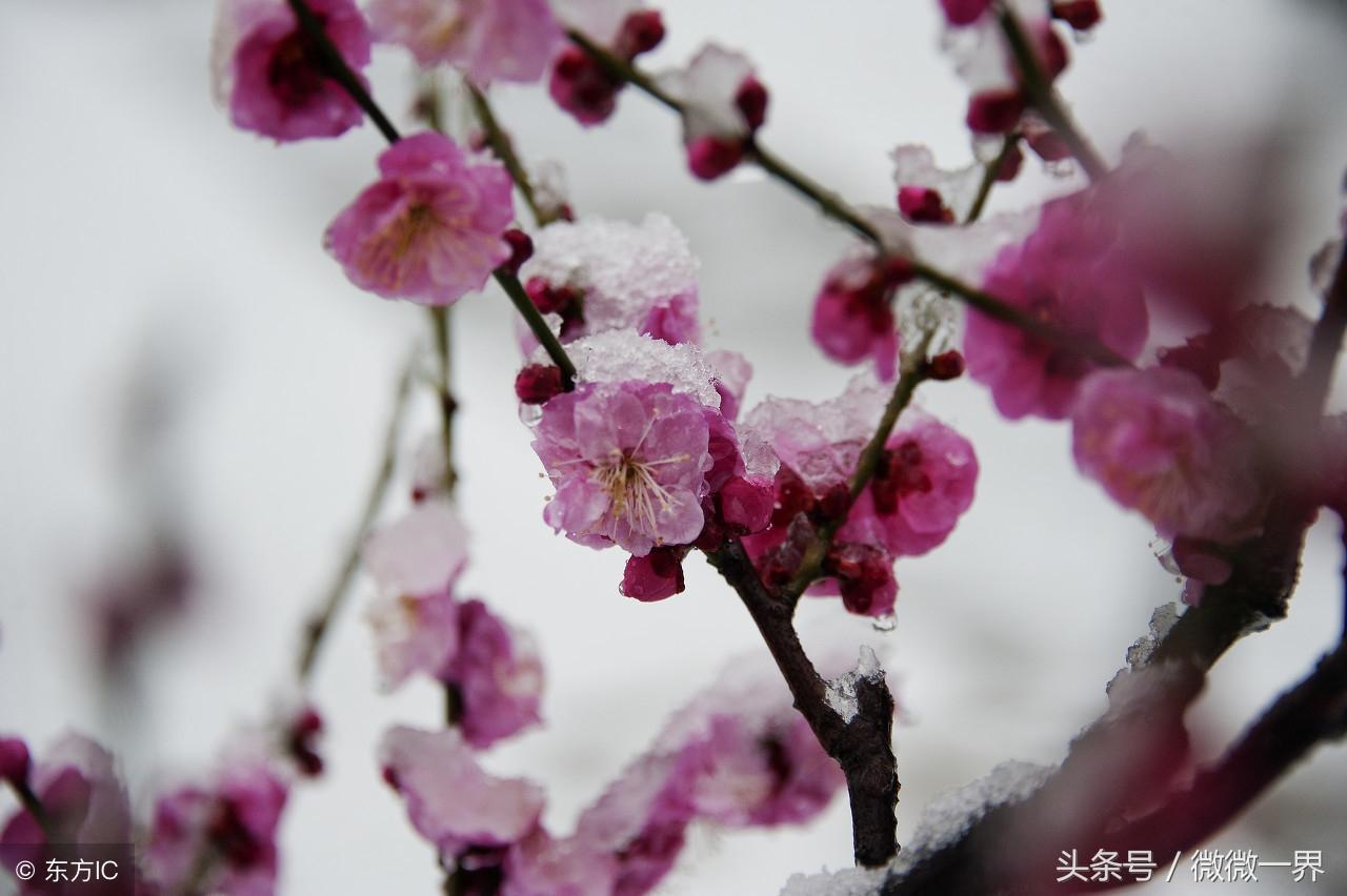 关于梅花的诗词（梅花唯美浪漫诗句）