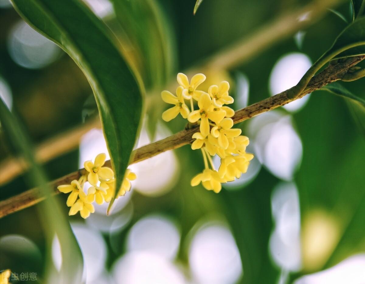 描写桂花的优美古诗词（4首桂花古诗词）