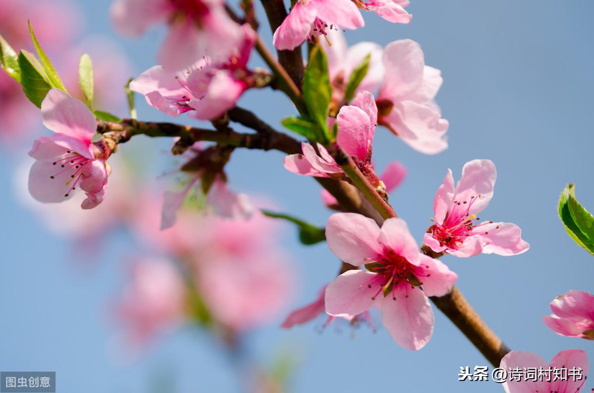 赏花优美诗词摘抄（被花惊艳到的唯美诗句）