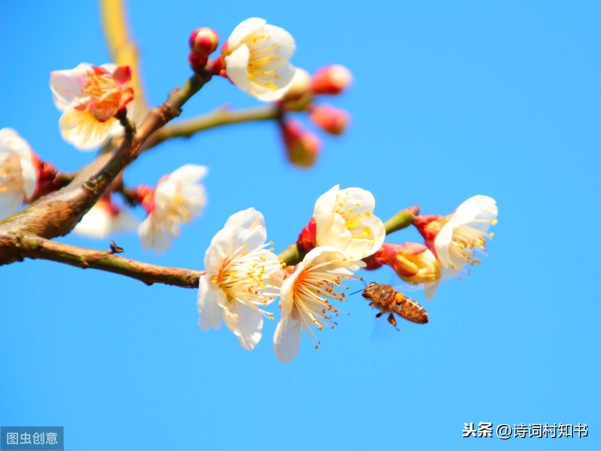 赏花优美诗词摘抄（被花惊艳到的唯美诗句）