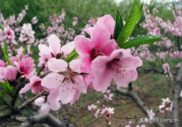 桃花优美的诗词佳句（桃花树下的美人的诗句）