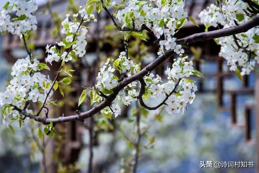 植树优美诗词句赏析（闲来种花的诗句）