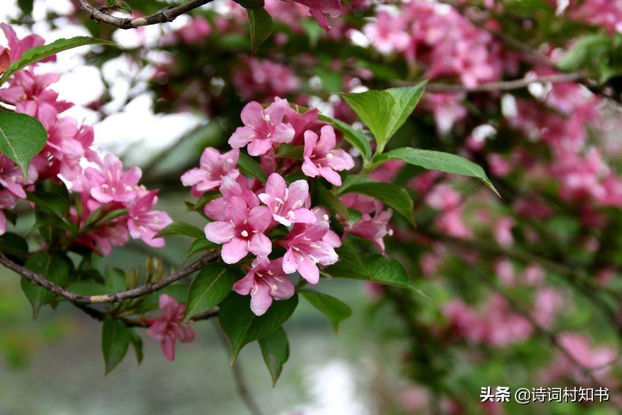 有关四月的古诗词21首（人间四月芳菲尽，山寺桃花始盛开）