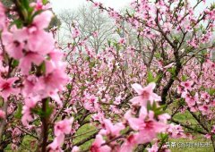 赏花桃花古诗15首（桃花春色暖先开，明媚谁人不看来）