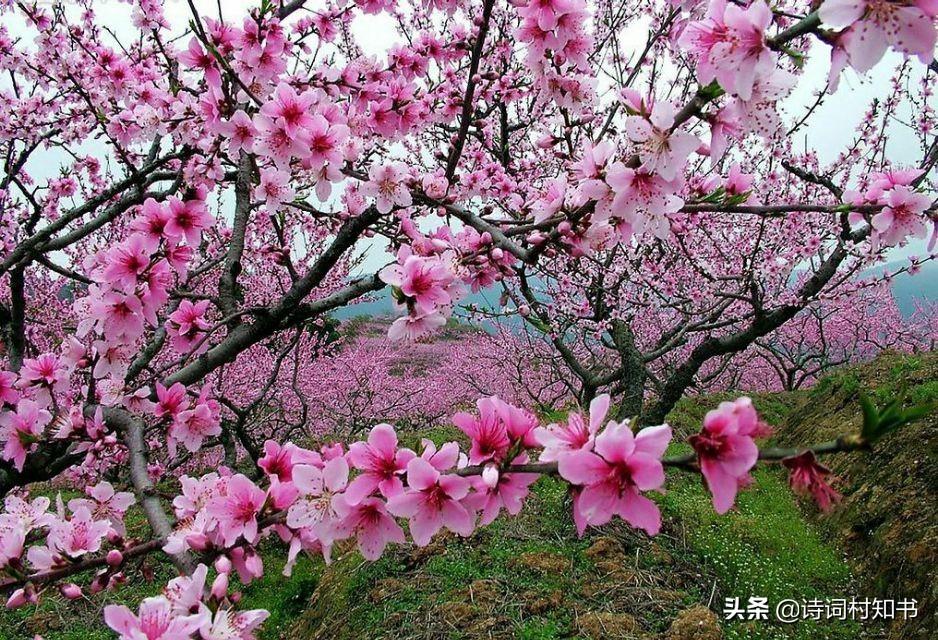 赏花桃花古诗15首（桃花春色暖先开，明媚谁人不看来）