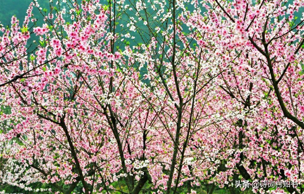 赏花桃花古诗15首（桃花春色暖先开，明媚谁人不看来）