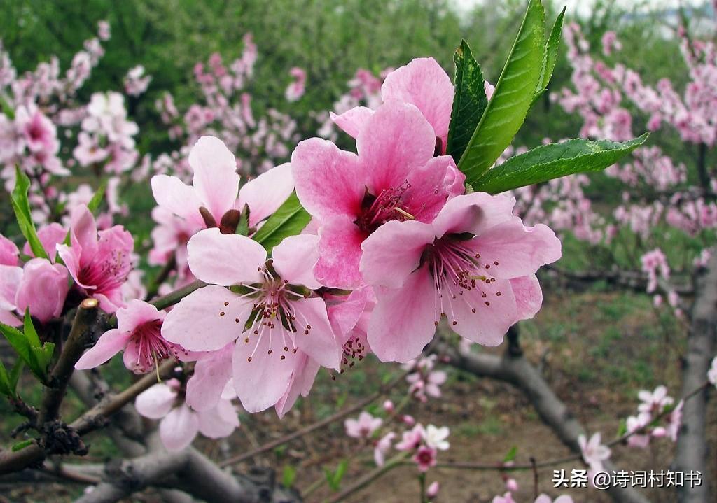 赏花桃花古诗15首（桃花春色暖先开，明媚谁人不看来）