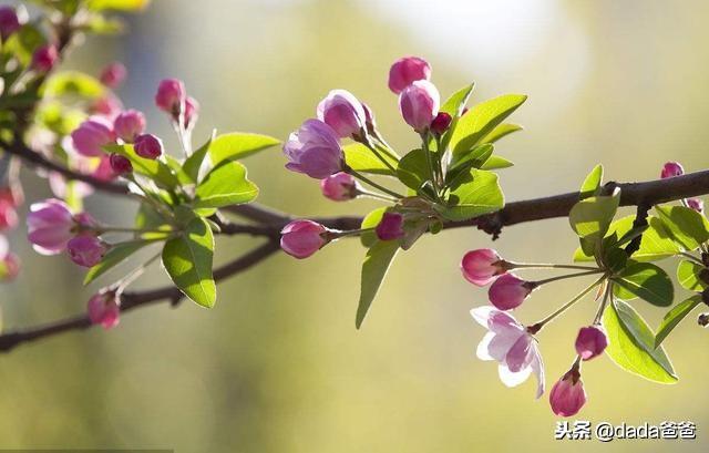 朱熹古诗17首（少年易老学难成，一寸光阴不可轻）