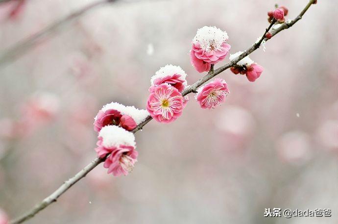 含雪的古诗词大全（含雪的诗词26首）