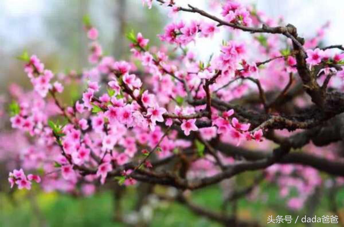 花开花落的17首古诗词（花开花落寻常事，未必皆因一夜风）