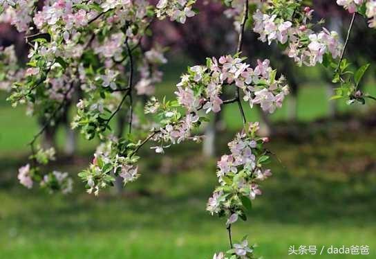 花开花落的17首古诗词（花开花落寻常事，未必皆因一夜风）