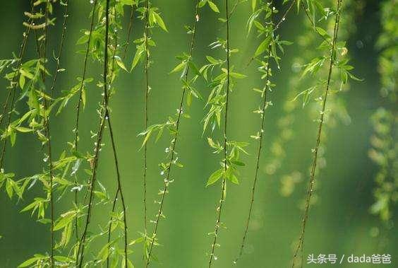 春雨优美诗词大全（描写春雨的古诗21首）