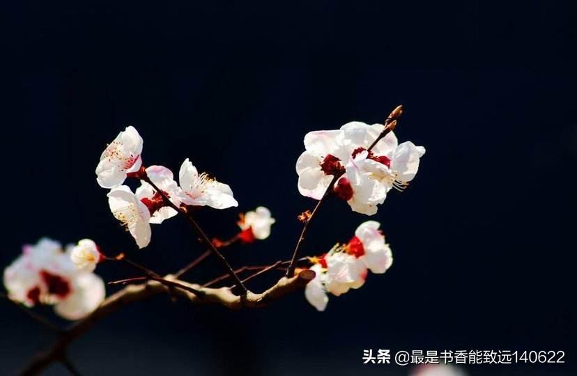 杏花名言名句大全（50首杏花诗词）