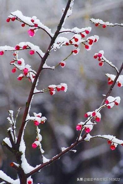 雪的优美诗词摘抄（100句雪的经典古诗句）