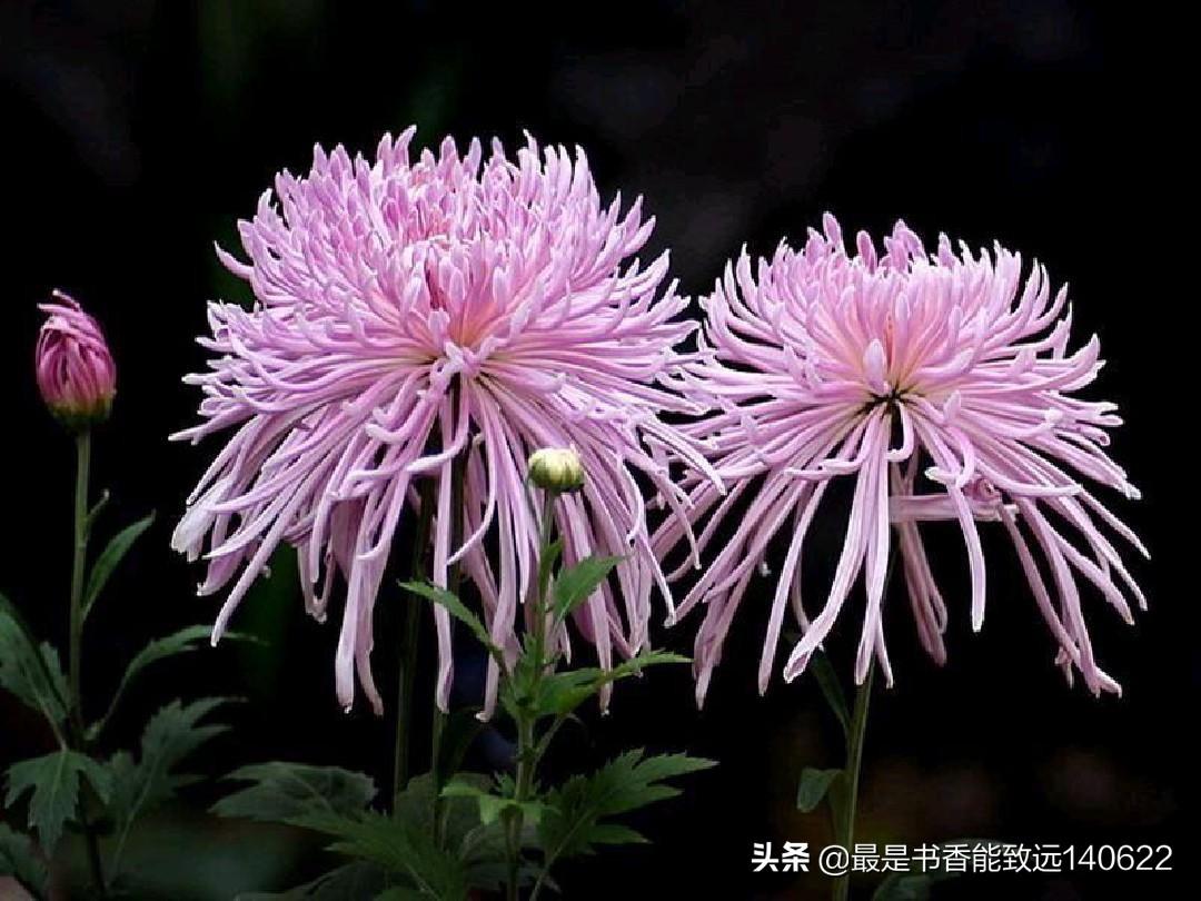 菊花优美诗词有哪些（精选菊花古诗30首）