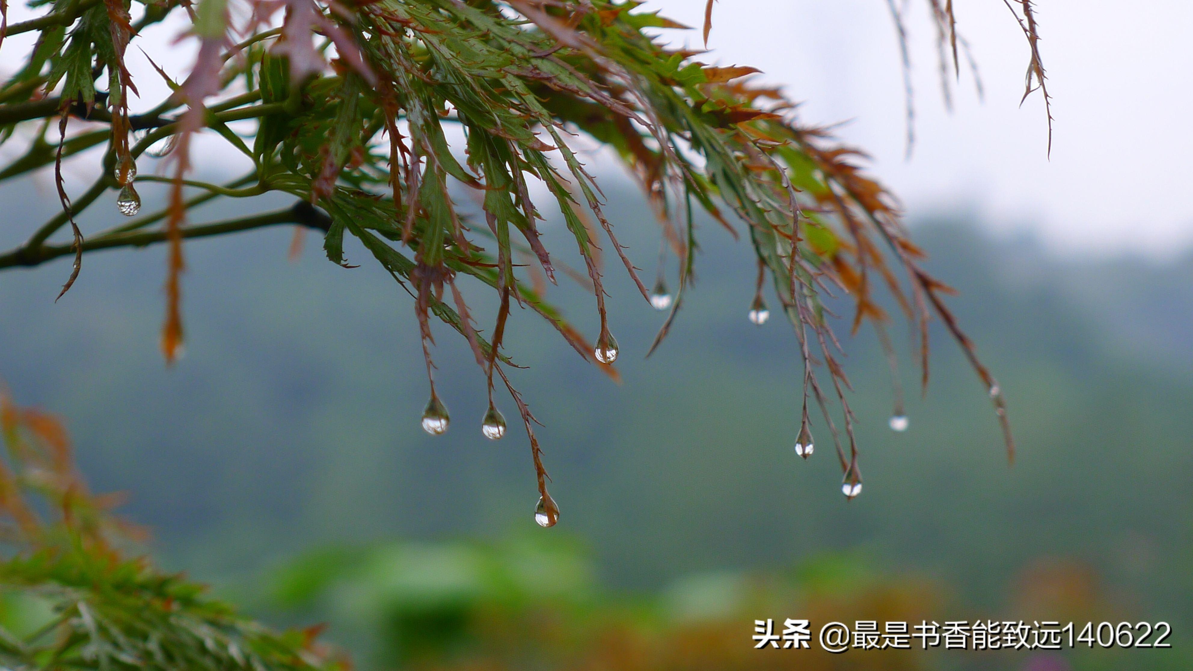 秋雨唯美诗词大全（关于秋雨的古诗句）