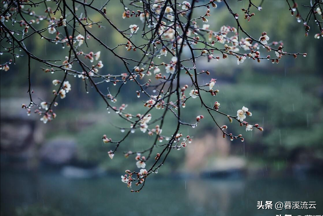 八首唯美的落花诗词（乱红如雨，如梦如仙）