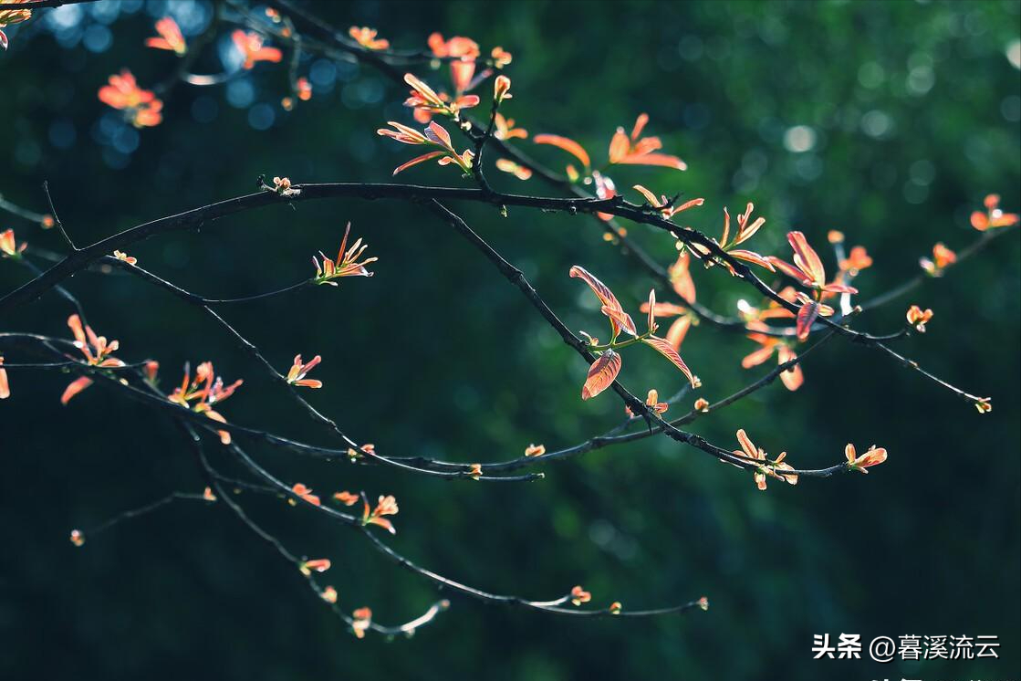 八首唯美的落花诗词（乱红如雨，如梦如仙）