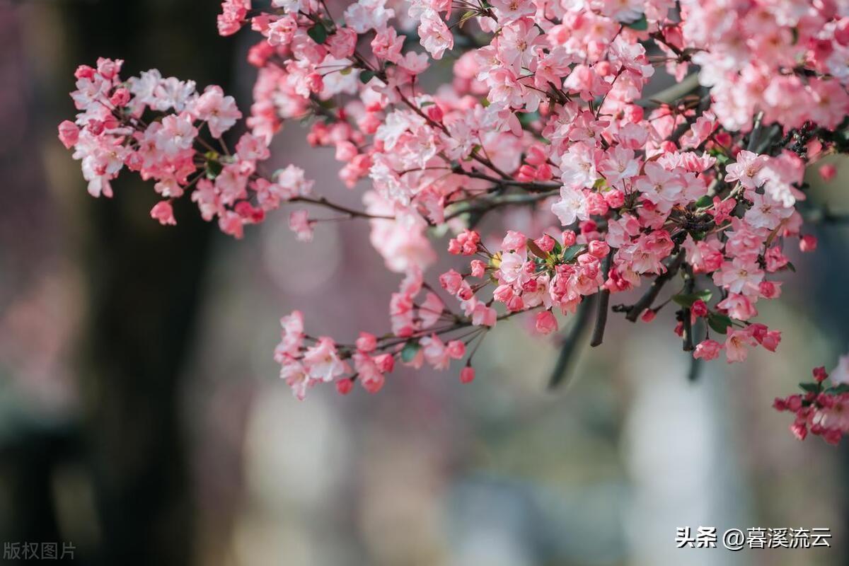 八首唯美的落花诗词（乱红如雨，如梦如仙）