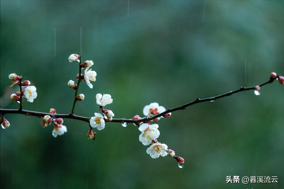 八首唯美的落花诗词（乱红如雨，如梦如仙）