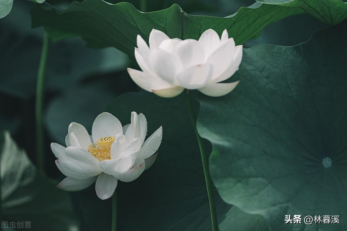 孤洁高雅，空灵脱俗（12首优美夏日荷花诗）