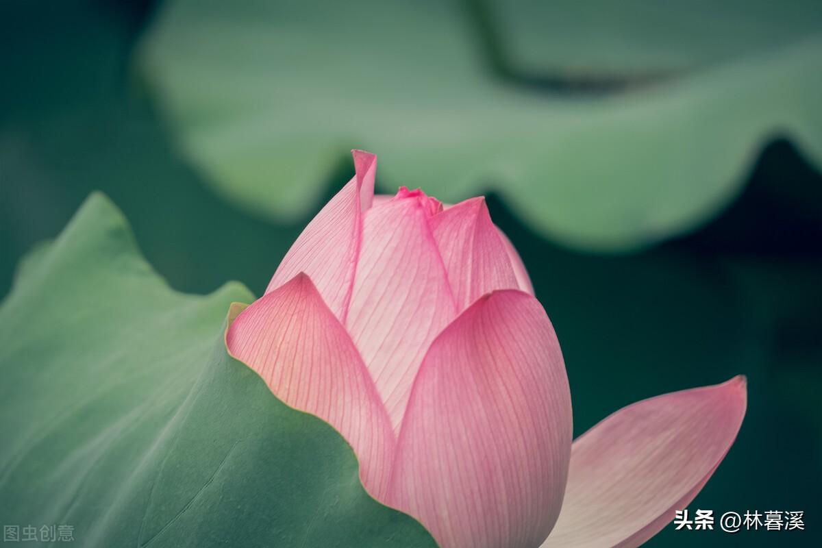 孤洁高雅，空灵脱俗（12首优美夏日荷花诗）