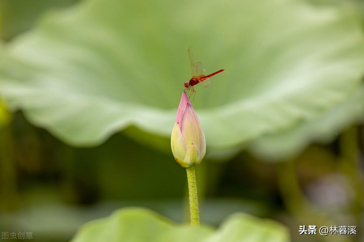 孤洁高雅，空灵脱俗（12首优美夏日荷花诗）