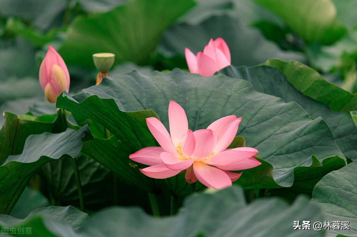 孤洁高雅，空灵脱俗（12首优美夏日荷花诗）