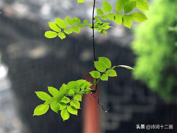 夏至优美诗词十六首鉴赏（江湖岂在远，所欠雨一蓑）