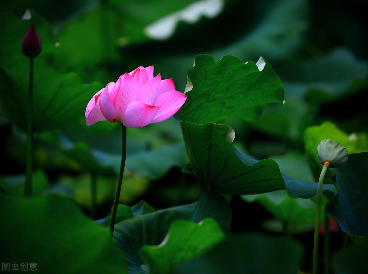 夏日经典诗词名句赏析（精选18首夏日诗词）