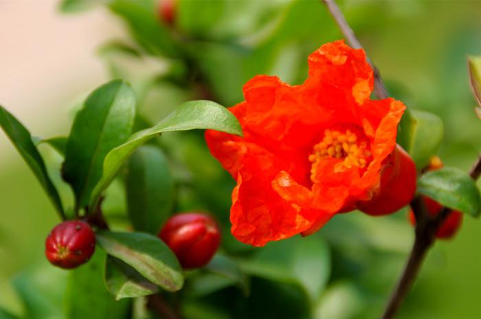 石榴花开红似火，红裙妒杀石榴花（关于石榴花的古诗词）