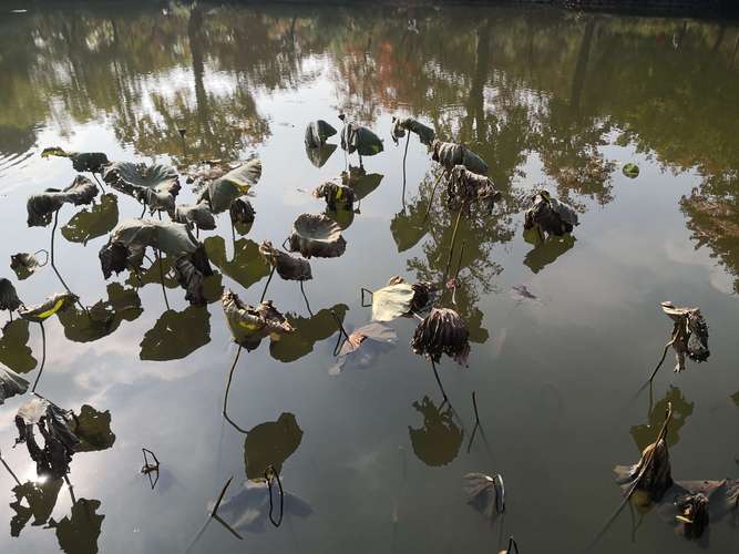 关于一场秋雨一场寒的唯美句子（秋雨一场，落叶与凉意）