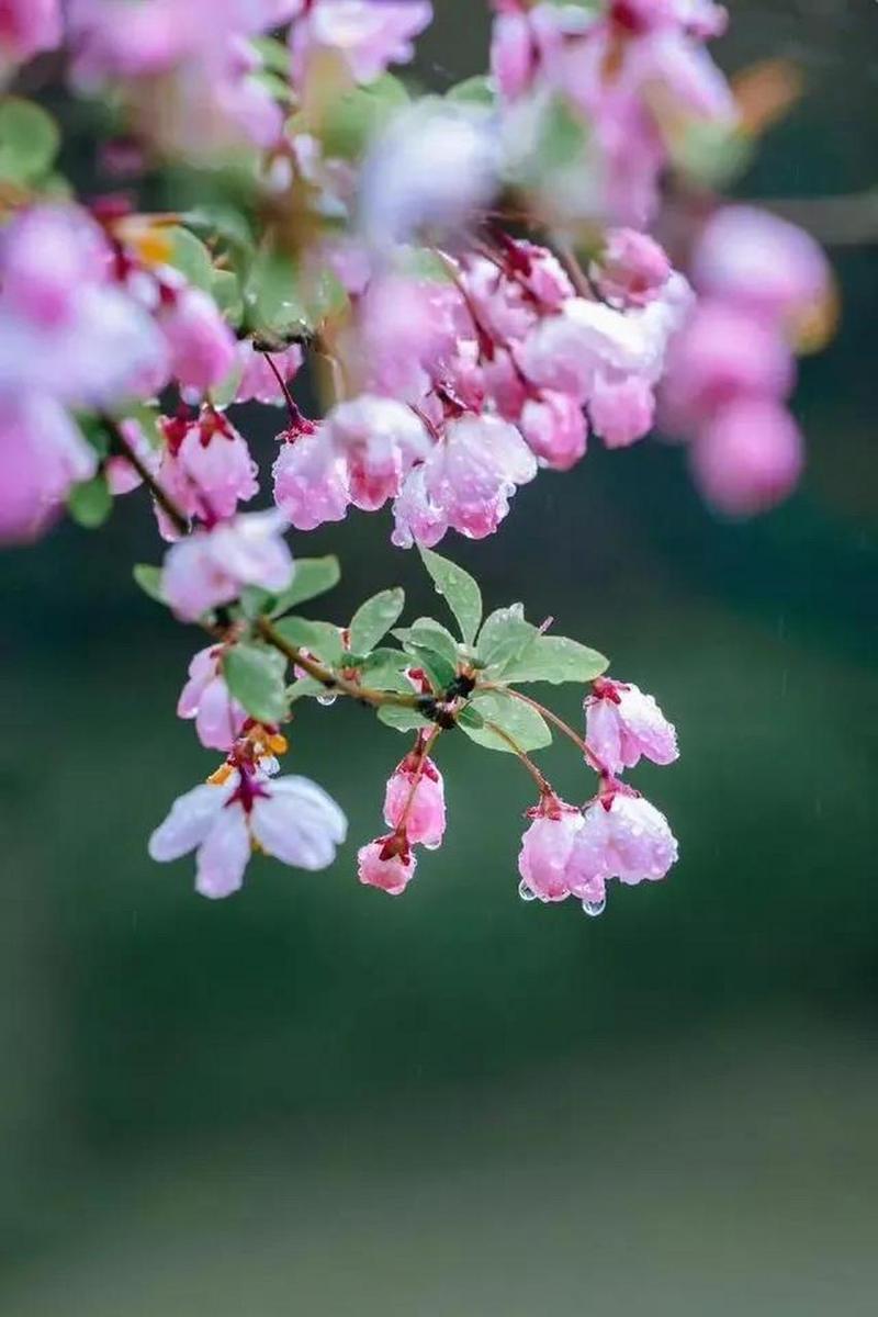 有关描写花的句子大全简短（缀满世界的花朵，绽放生命的美）