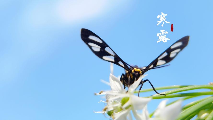 寒露时节的句子（秋高气爽，收获喜悦）