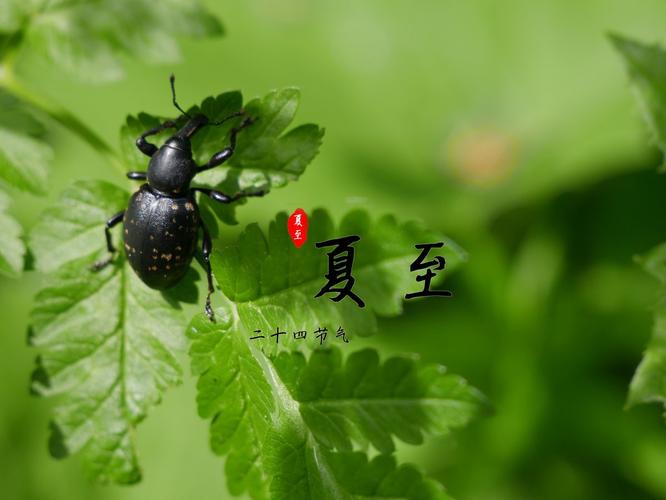 夏至祝福语大全简短10个字（夏至节气个性祝福|美好的夏至祝福语89条）