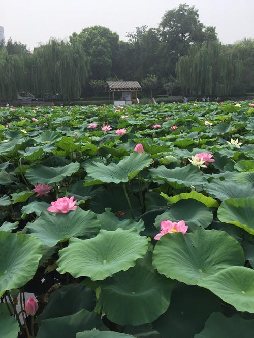 描写夏天美景的好句好段（夏之美暑日绮丽暖阳静谧）