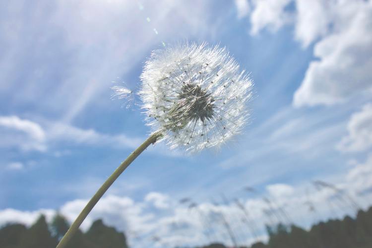 夏日的句子短句（夏日芳菲：赏析唯美夏日句子）