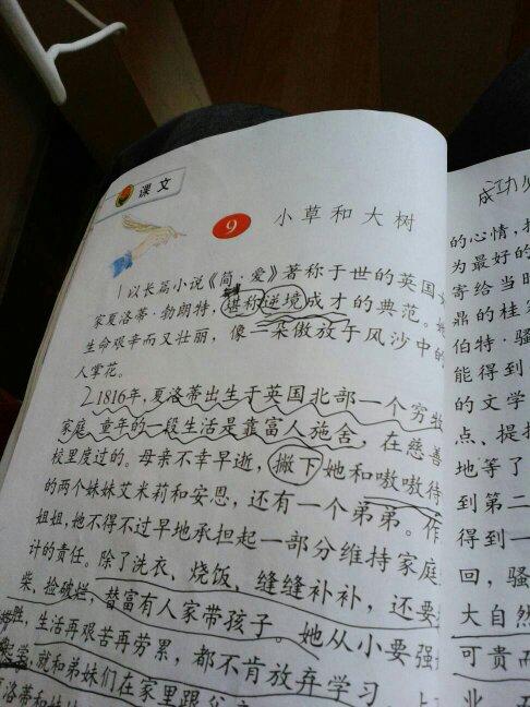 以小草为题的作文600字（《草的故事：勇敢拥抱生命》）