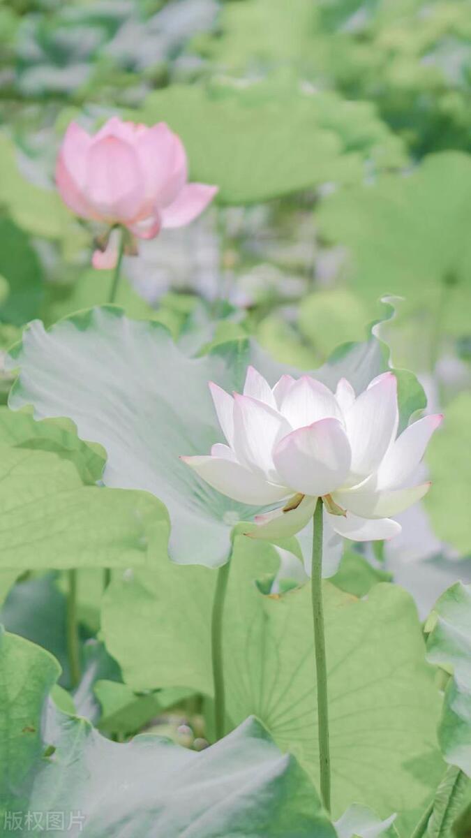 夏日优美诗词有哪些（十首夏日诗词赏析）