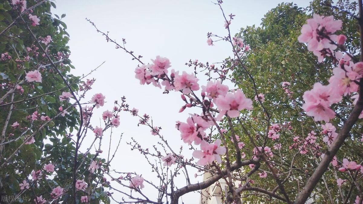 鲜花优美诗词有哪些（八首别样鲜花诗词）