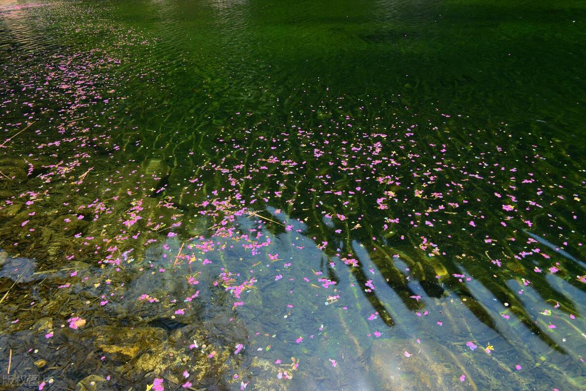 鲜花优美诗词有哪些（八首别样鲜花诗词）