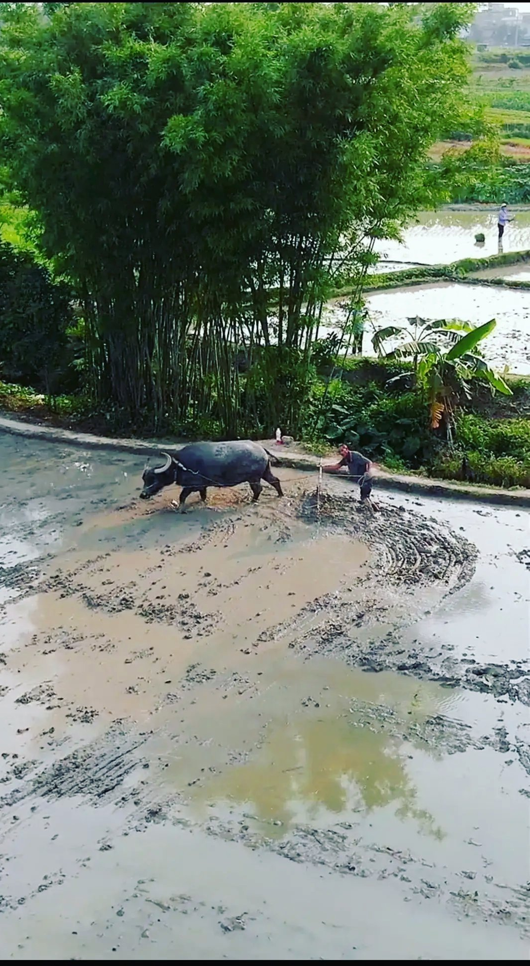 描写春雨朦胧的诗句（十首一犁春雨诗词）