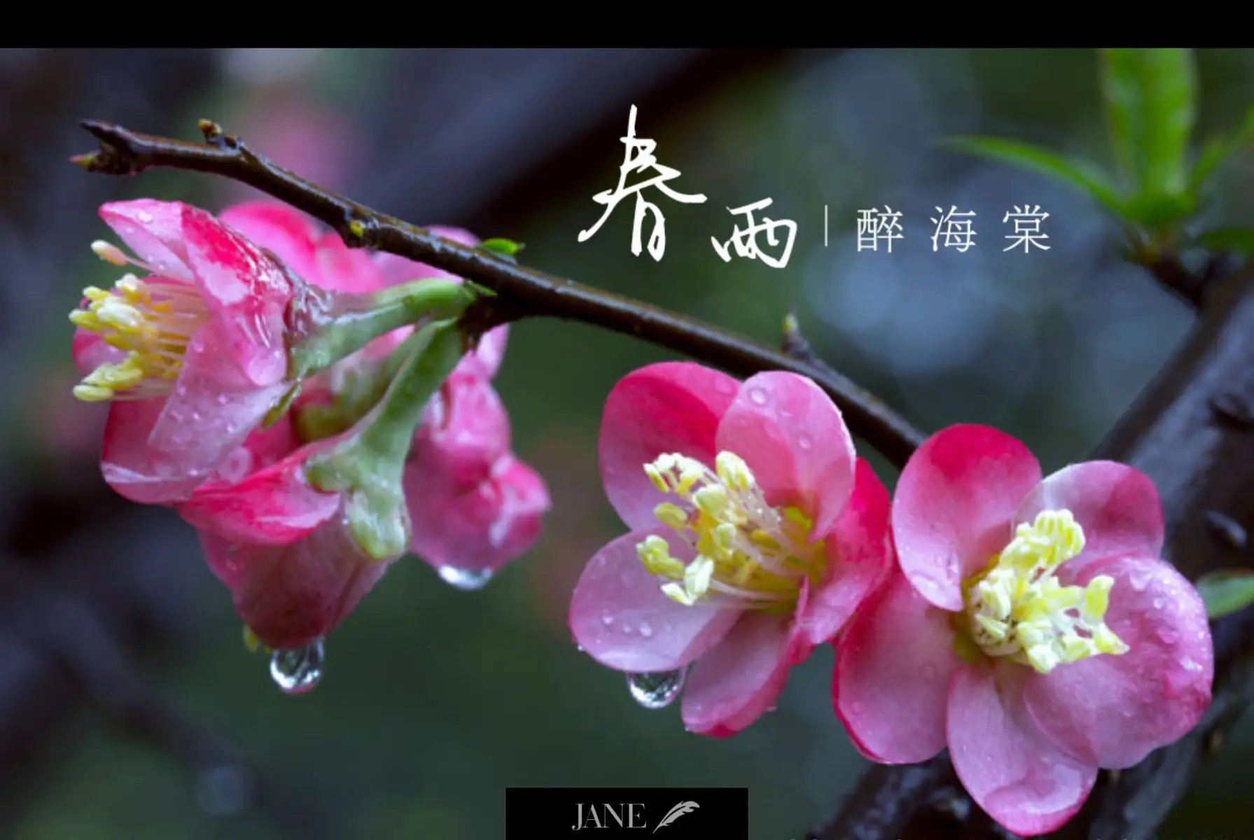 鲜花带雨优美诗词有哪些（十首鲜花带雨诗词）