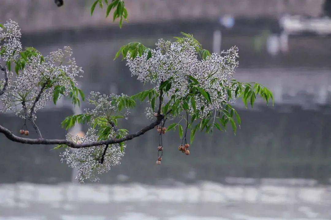 鲜花带雨优美诗词有哪些（十首鲜花带雨诗词）