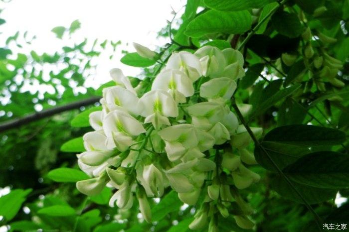 鲜花带雨优美诗词有哪些（十首鲜花带雨诗词）