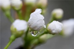 鲜花带雨优美诗词有哪些（十首鲜花带雨诗词）