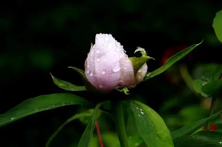 鲜花带雨优美诗词有哪些（十首鲜花带雨诗词）