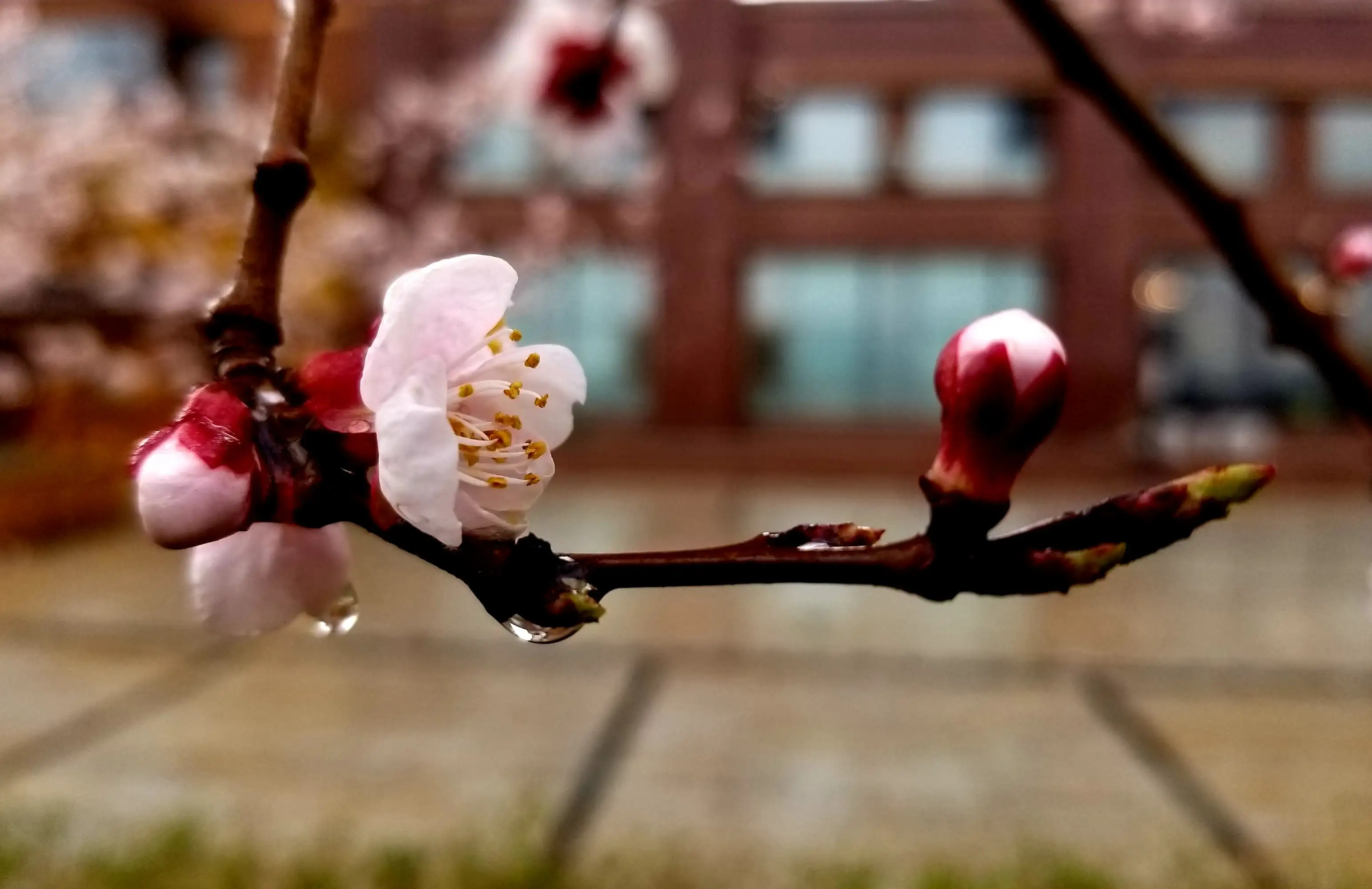 鲜花带雨优美诗词有哪些（十首鲜花带雨诗词）