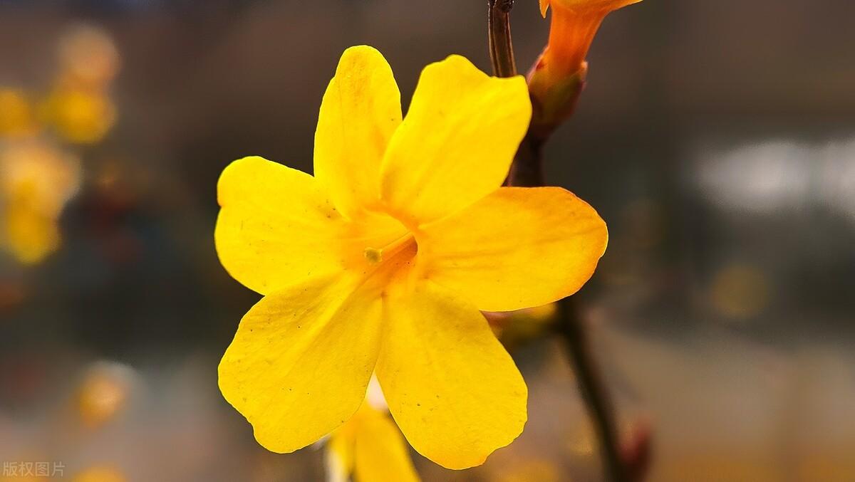 迎春花优美诗词有哪些（分享十首诗词中的迎春花）